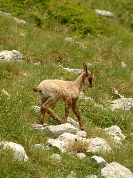 Camoscio d''Abruzzo Rupicapra pyrenaica ornata